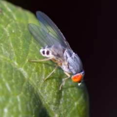 Luzonimyia cineracea at suppressed - suppressed