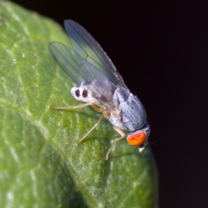 Luzonimyia cineracea at suppressed - 10 Apr 2023