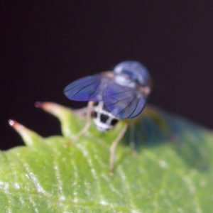 Luzonimyia cineracea at suppressed - suppressed