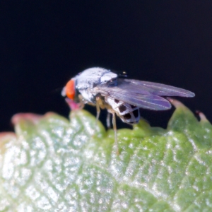 Luzonimyia cineracea at suppressed - 10 Apr 2023