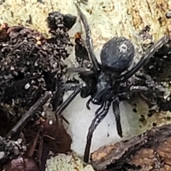 Unidentified Spider (Araneae) at Holt, ACT - 15 Apr 2023 by trevorpreston