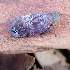 Platybrachys decemmacula at Holt, ACT - 15 Apr 2023