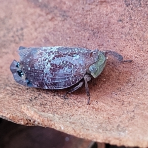 Platybrachys decemmacula at Holt, ACT - 15 Apr 2023