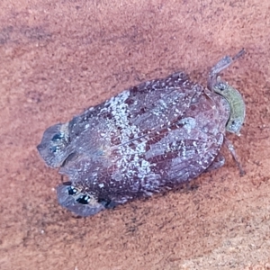 Platybrachys decemmacula at Holt, ACT - 15 Apr 2023