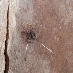 Platybrachys sp. (genus) (A gum hopper) at Holt, ACT - 15 Apr 2023 by trevorpreston