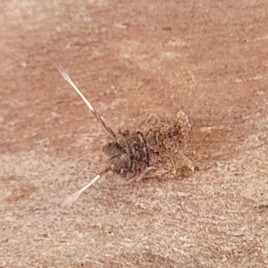 Platybrachys sp. (genus) at Holt, ACT - 15 Apr 2023 10:46 AM