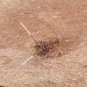 Platybrachys sp. (genus) at Holt, ACT - 15 Apr 2023 10:46 AM