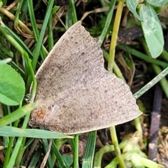 Authaemon stenonipha (Pale-bordered Cape-moth) at Holt, ACT - 15 Apr 2023 by trevorpreston
