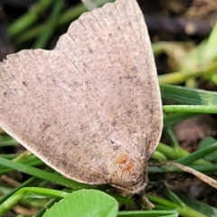 Authaemon stenonipha at Holt, ACT - 15 Apr 2023 11:01 AM