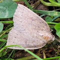 Authaemon stenonipha at Holt, ACT - 15 Apr 2023 11:01 AM