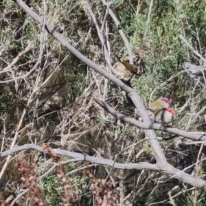 Neochmia temporalis at Bungendore, NSW - suppressed