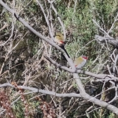 Neochmia temporalis at Bungendore, NSW - suppressed