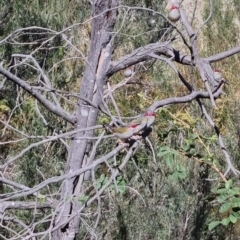Neochmia temporalis at Bungendore, NSW - suppressed