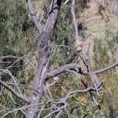 Neochmia temporalis at Bungendore, NSW - suppressed