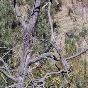 Neochmia temporalis at Bungendore, NSW - suppressed
