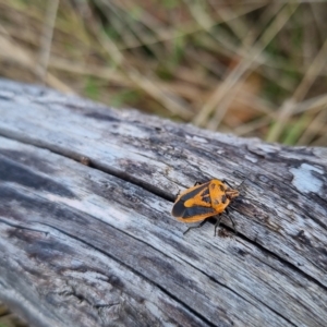 Agonoscelis rutila at Bungendore, NSW - 15 Apr 2023