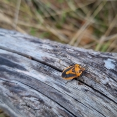 Agonoscelis rutila (Horehound bug) at Bungendore, NSW - 15 Apr 2023 by clarehoneydove