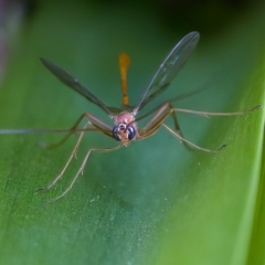 Ichneumonidae (family) (Unidentified ichneumon wasp) at Florey, ACT - 10 Apr 2023 by KorinneM