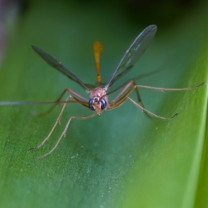 Ichneumonidae (family) at Florey, ACT - 10 Apr 2023