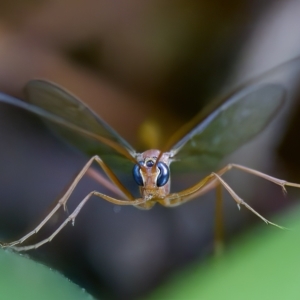 Ichneumonidae (family) at Florey, ACT - 10 Apr 2023