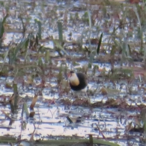 Irediparra gallinacea at Wollogorang, NSW - 14 Apr 2023