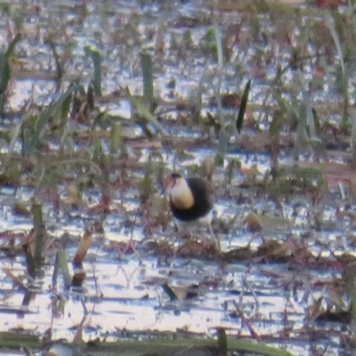 Irediparra gallinacea (Comb-crested Jacana) at Wollogorang, NSW - 14 Apr 2023 by Christine