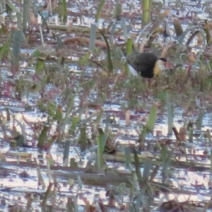 Irediparra gallinacea at Wollogorang, NSW - 14 Apr 2023