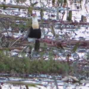 Irediparra gallinacea at Wollogorang, NSW - 14 Apr 2023