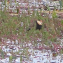 Irediparra gallinacea at Wollogorang, NSW - 14 Apr 2023