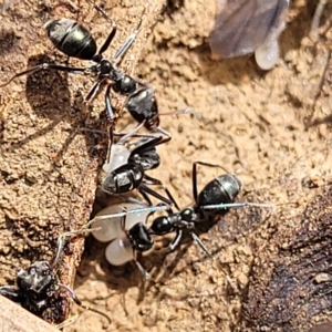 Iridomyrmex sp. (genus) at Bruce, ACT - 15 Apr 2023