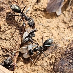 Iridomyrmex sp. (genus) (Ant) at Bruce, ACT - 15 Apr 2023 by trevorpreston