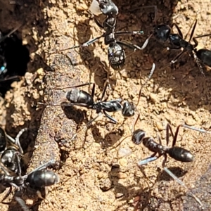 Iridomyrmex sp. (genus) at Bruce, ACT - 15 Apr 2023 01:19 PM