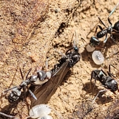 Iridomyrmex sp. (genus) at Bruce, ACT - 15 Apr 2023