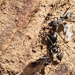 Iridomyrmex sp. (genus) at Bruce, ACT - 15 Apr 2023 01:19 PM