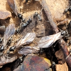 Iridomyrmex sp. (genus) at Bruce, ACT - 15 Apr 2023
