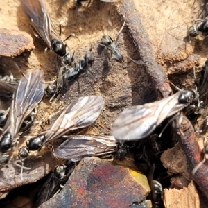 Iridomyrmex sp. (genus) at Bruce, ACT - 15 Apr 2023