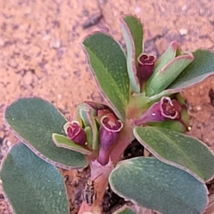 Euphorbia dallachyana at Holt, ACT - 15 Apr 2023