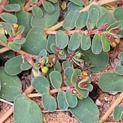 Euphorbia dallachyana at Holt, ACT - 15 Apr 2023 11:32 AM