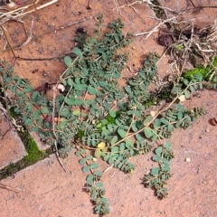 Euphorbia dallachyana at Holt, ACT - 15 Apr 2023