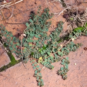Euphorbia dallachyana at Holt, ACT - 15 Apr 2023