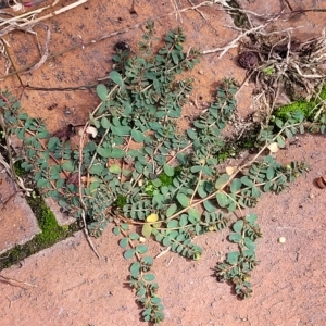 Euphorbia dallachyana at Holt, ACT - 15 Apr 2023 11:32 AM