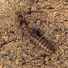 Anisolabididae (family) (Unidentified wingless earwig) at Holt, ACT - 15 Apr 2023 by trevorpreston