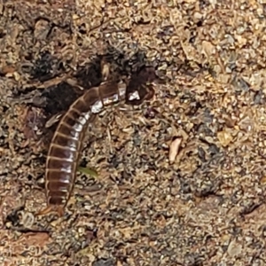 Anisolabididae (family) at Holt, ACT - 15 Apr 2023