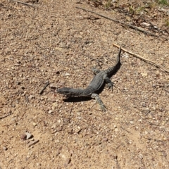 Varanus rosenbergi (Heath or Rosenberg's Monitor) at Lower Cotter Catchment - 6 Mar 2023 by rangerstacey