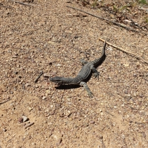 Varanus rosenbergi at Cotter River, ACT - suppressed