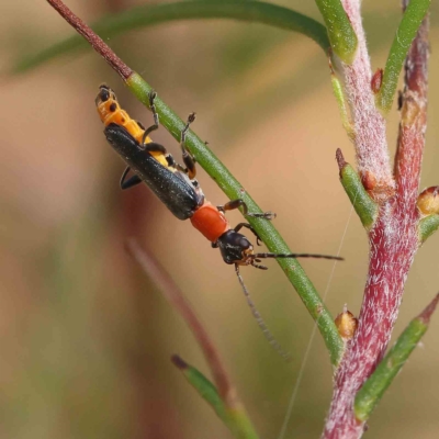 Chauliognathus tricolor (Tricolor soldier beetle) at Dryandra St Woodland - 19 Feb 2023 by ConBoekel