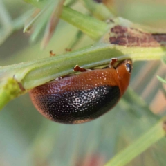 Dicranosterna immaculata (Acacia leaf beetle) at O'Connor, ACT - 20 Feb 2023 by ConBoekel