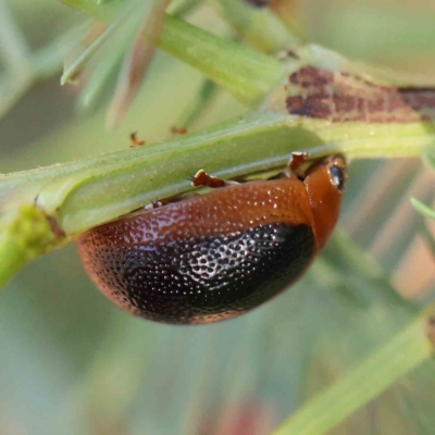 Dicranosterna immaculata (Acacia leaf beetle) at Dryandra St Woodland - 20 Feb 2023 by ConBoekel