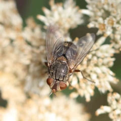 Calliphora stygia (Brown blowfly or Brown bomber) at Dryandra St Woodland - 20 Feb 2023 by ConBoekel