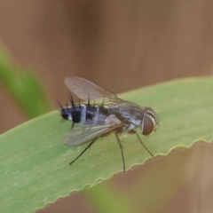 Sumpigaster sp. (genus) (A bristle fly) at O'Connor, ACT - 20 Feb 2023 by ConBoekel